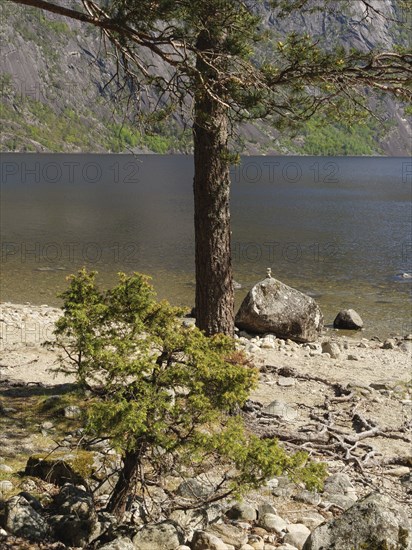 A tree and a rock on the shore of a lake, peaceful and natural surroundings, Eidfjörd, Norway,