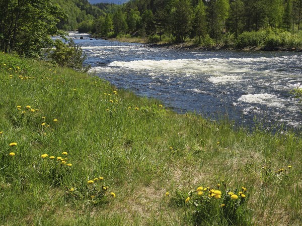 A meadow with yellow flowers borders a river flowing through a green forest under a blue sky,