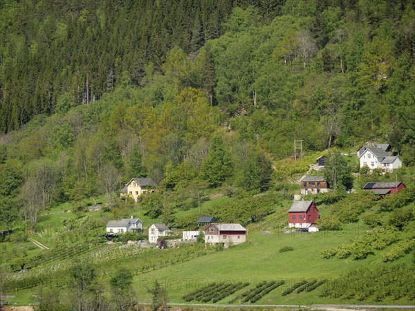 Idyllic village with various houses surrounded by green trees and hills, eidfjord, norway