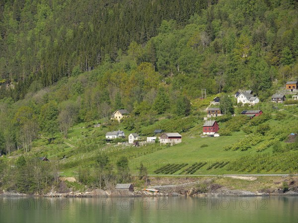 Small groups of houses on green hills on the fjord shore in sunny weather in a rural scenery,