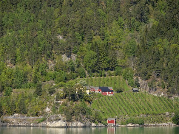 Winery with red buildings on the fjord shore, surrounded by dense forests and green hills in sunny