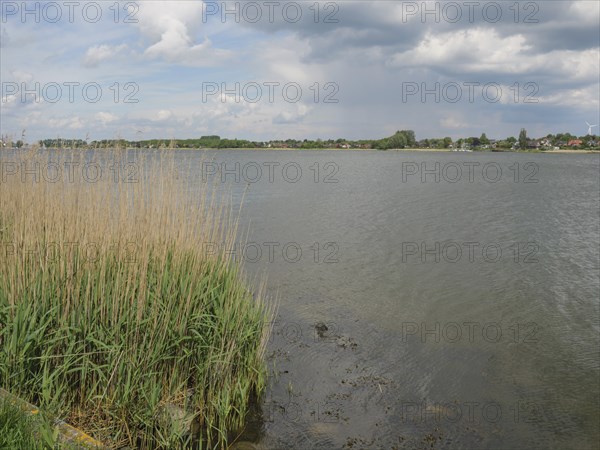 View of a calm lake with tall reeds on the shore and a cloudy sky in the background, Kappeln,