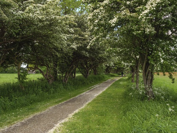 A shady path lined with blossoming trees leads through a peaceful rural landscape in summer,