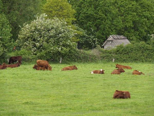 Several cows resting and grazing on a vast green meadow surrounded by dense greenery, Maasholm,