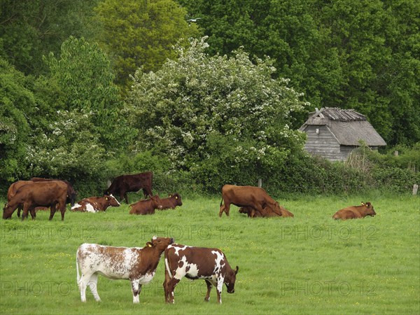 Cows grazing and resting comfortably on a green pasture, surrounded by trees and bushes, Maasholm,