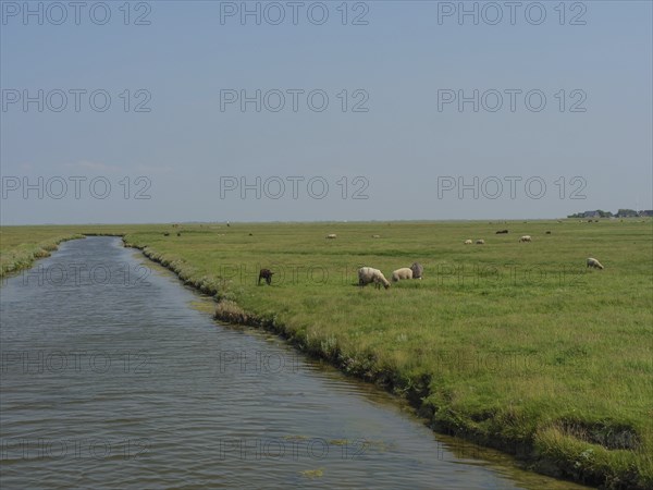 Grazing sheep on a wide pasture along a stream, Hallig Hooge, Schleswig-Holstein, Germany, Europe