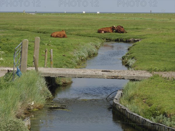 Small stream with bridge and grazing cows in a quiet rural setting, Hallig Hooge,