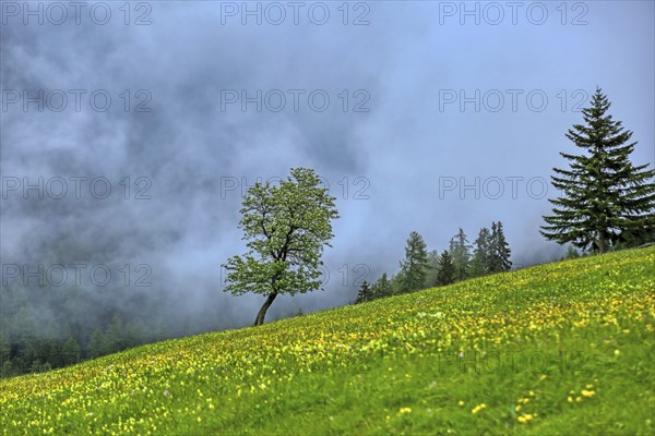 Pfundser Schey, Pfunds, Tyrolean Oberland, Austria, Europe