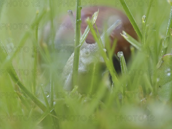 Burgundy snail (Helix pomatia) in rain-soaked meadow, Ratten, Styria, Austria, Europe