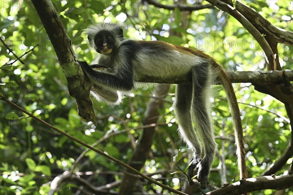 Zanzibar red colobus (Piliocolobus kirkii) resting on a tree, Jozani Forest, Zanzibar, Tanzania,
