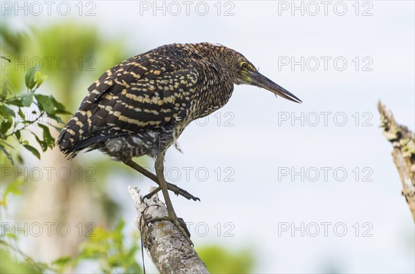 Beautiful Soco Boi or Rufescent Tiger-Heron (Tigrisoma lineatum) in the Brazilian wetland