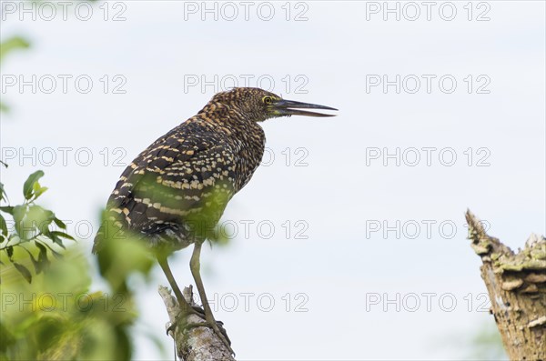 Beautiful Soco Boi or Rufescent Tiger-Heron (Tigrisoma lineatum) in the Brazilian wetland