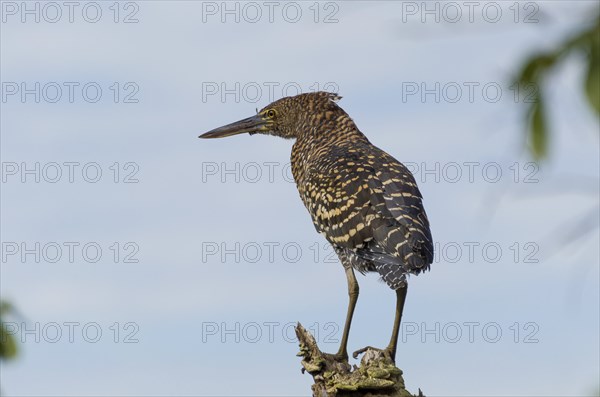 Beautiful Soco Boi or Rufescent Tiger-Heron (Tigrisoma lineatum) in the Brazilian wetland