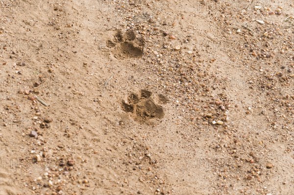 Footprints of Onca Pintada, Jaguar (Panthera onca) in the Brazilian Pantanal