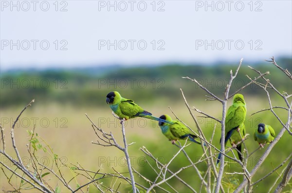 Beautiful birds Prince-Black Parakeets or Nanday Parakeet (Aratinga nenday) in a tree in the