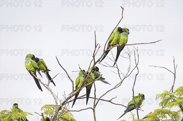 Beautiful birds Prince-Black Parakeets or Nanday Parakeet (Aratinga nenday) in a tree in the