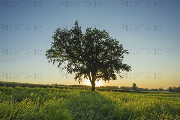 Old English oak (Quercus robur), Swabian Alb, Baden-Württemberg, Germany, Europe