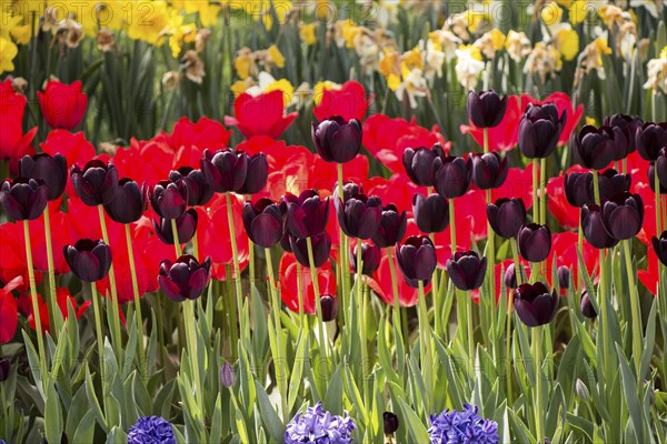 Blooming colorful tulip flowers in garden as floral background