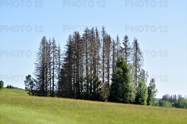 Forest dieback in the Hunsrück-Hochwald National Park with a group of dead conifers,