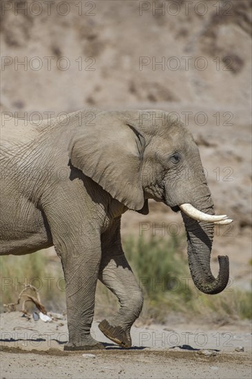 Desert elephant (Loxodonta africana) at a waterhole in the Hoarusib dry river, portrait, Kaokoveld,