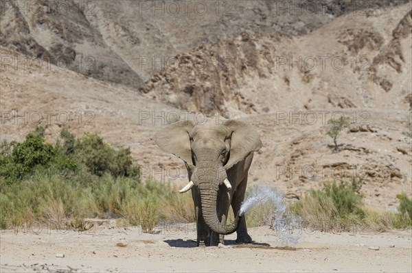 Desert elephant (Loxodonta africana) at a waterhole in the Hoarusib dry river, Kaokoveld, Kunene