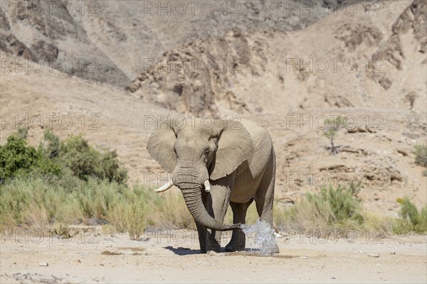 Desert elephant (Loxodonta africana) at a waterhole in the Hoarusib dry river, Kaokoveld, Kunene