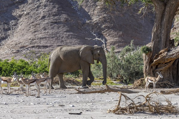 Angolan springbok (Antidorcas angolensis) and desert elephant (Loxodonta africana) in the Hoanib