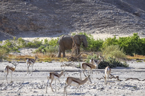 Angolan springbok (Antidorcas angolensis) and desert elephant (Loxodonta africana) in the Hoanib
