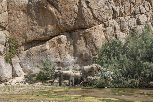 Desert elephants (Loxodonta africana) taking a mud bath in the Hoarusib dry river, Kaokoveld,