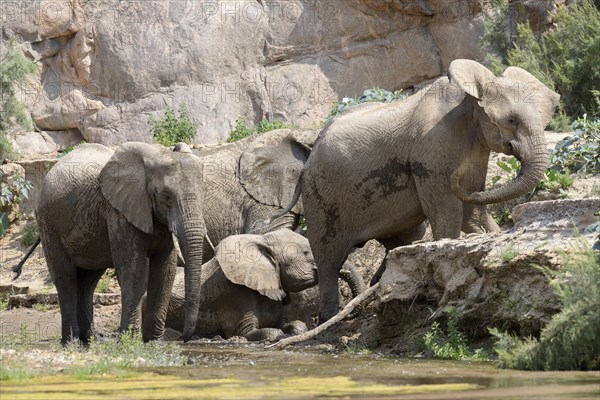 Desert elephants (Loxodonta africana) taking a mud bath in the Hoarusib dry river, Kaokoveld,