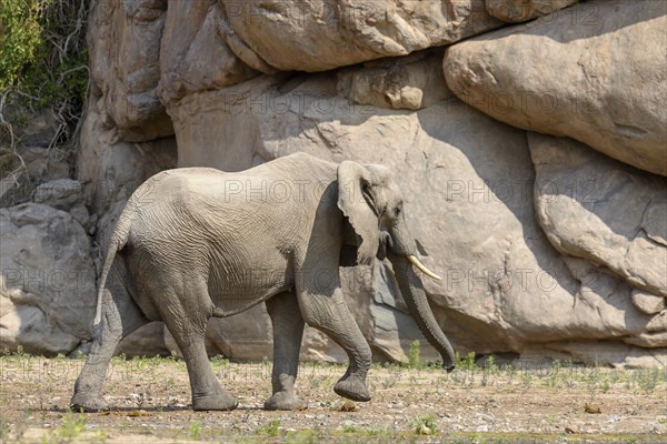 Desert elephant (Loxodonta africana) in the Hoarusib dry river, Kaokoveld, Kunene region, Namibia,