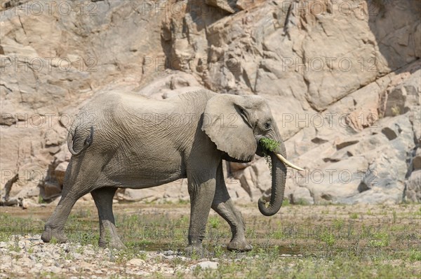 Desert elephant (Loxodonta africana) in the Hoarusib dry river, Kaokoveld, Kunene region, Namibia,