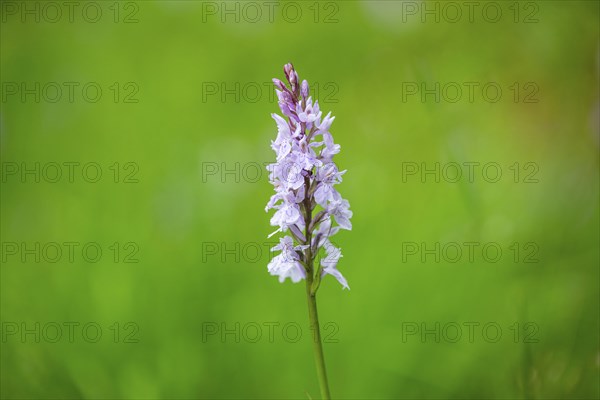 Close-up of broad-leaved marsh orchid (dactylorhiza majalis) blossoms in spring, Bavaria, Germany,