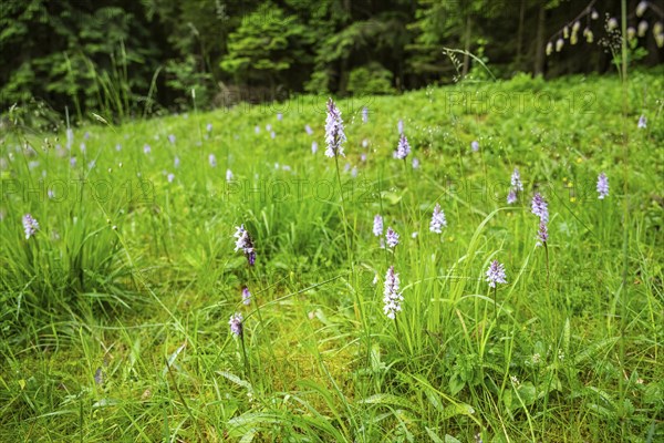 Close-up of broad-leaved marsh orchid (dactylorhiza majalis) blossoms in spring, Bavaria, Germany,