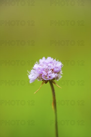 Close-up of common foxglove sea thrift (armeria maritima) blossoms in spring, Bavaria, Germany,