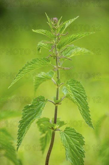 Common nettle (Urtica dioica), detail, spring, Bavaria, Germany, Europe