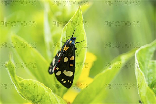 Scarlet tiger moth (Callimorpha dominula), Bavaria, Germany, Europe