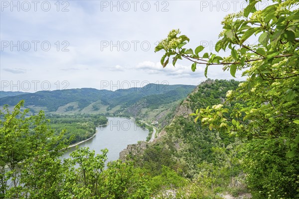 View from Dürnstein castle in spring, Dürnstein, Danubia river, Wachau, Austria, Europe