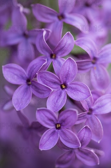 Close-up of common lilac (Syringa vulgaris) blossoms in spring, Bavaria, Germany, Europe