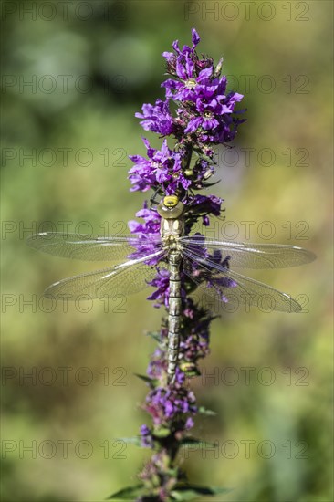 Southern Hawker (Aeshna cyanea), Emsland, Lower Saxony, Germany, Europe
