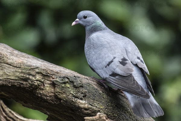 Stock Dove (Columba oenas), Emsland, Lower Saxony, Germany, Europe