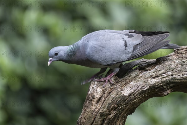 Stock Dove (Columba oenas), Emsland, Lower Saxony, Germany, Europe