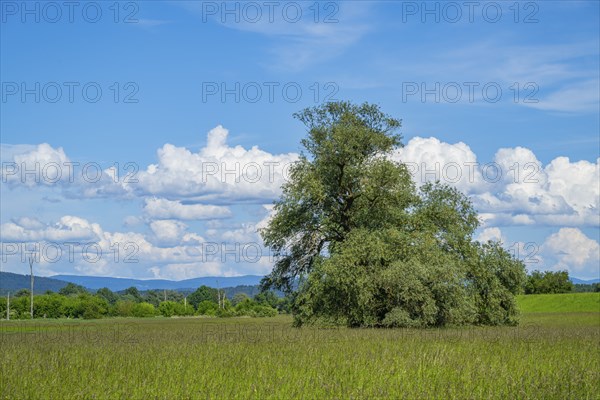 An old cradle (Salix fragilis) stands on a tall meadow, above it big clouds in the sky near