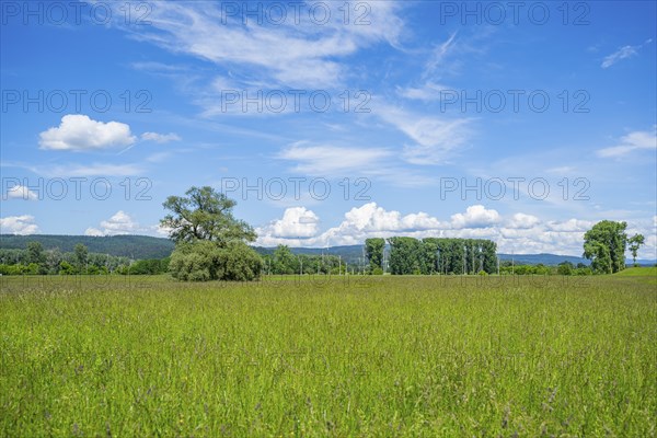 An old cradle (Salix fragilis) stands on a tall meadow, above it clouds in the sky near Pfatter,