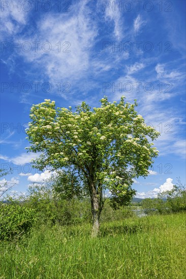 European elder (Sambucus nigra) blooming, Upper Palatinate, Bavaria, Germany, Europe