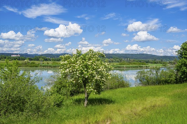 European elder (Sambucus nigra) blooming in front of Danubia river with reflection of the landscape