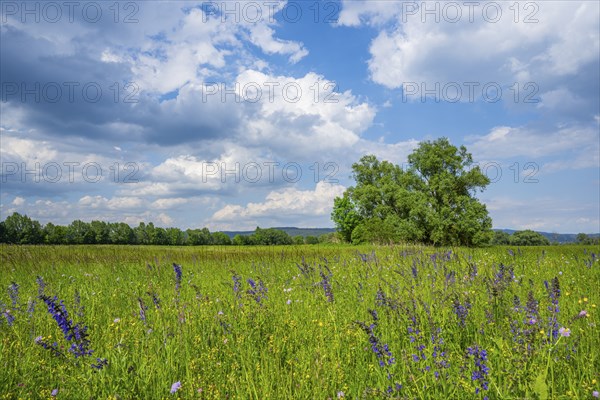 Meadow clary (Salvia pratensis) blossoms growing in a meadow, Bavaria, Germany, Europe