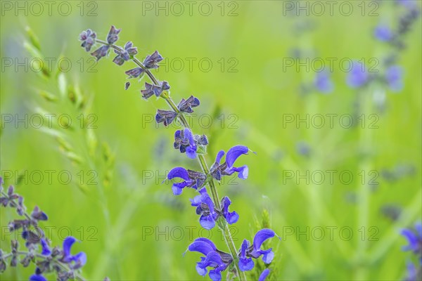 Close-up of a meadow clary (Salvia pratensis) blossom in spring, Bavaria, Germany, Europe