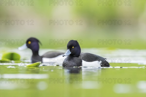 Tufted pochard (Aythya fuligula) male swimming in a lake, Bavaria, Germany, Europe