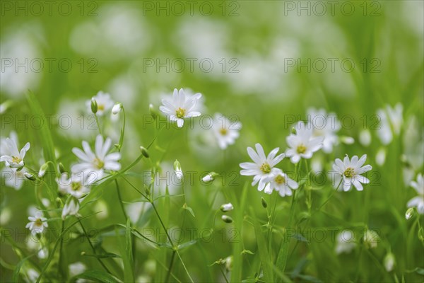 Close-up of greater stitchwort (Rabelera holostea) blossoms in spring, Bavaria, Germany, Europe